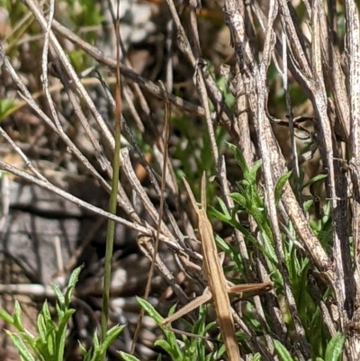 Acrida conica (Giant green slantface) at Aranda, ACT - 7 Jan 2023 by MattM