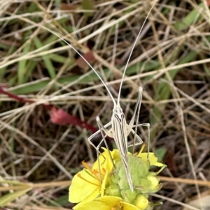 Tinzeda lobata at Googong, NSW - suppressed