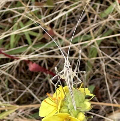 Tinzeda lobata (A katydid) at Googong, NSW - 4 Jan 2023 by Wandiyali