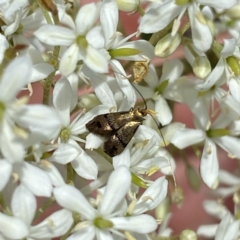 Nemophora sparsella (An Adelid Moth) at Googong, NSW - 7 Jan 2023 by Wandiyali