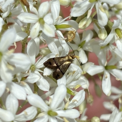 Nemophora sparsella (An Adelid Moth) at Wandiyali-Environa Conservation Area - 7 Jan 2023 by Wandiyali