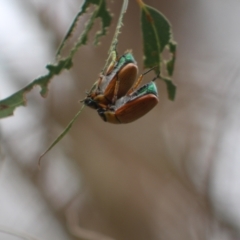 Anoplognathus brunnipennis (Green-tailed Christmas beetle) at Uriarra Recreation Reserve - 2 Jan 2023 by Chrisdickie89@googlemail.com