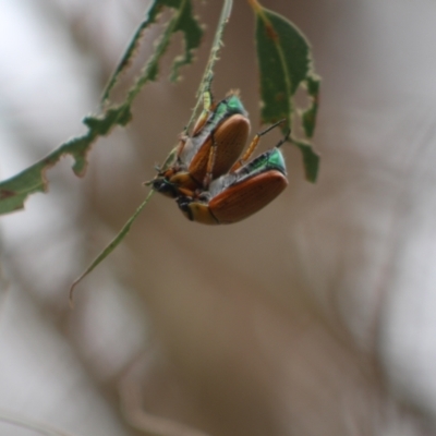 Anoplognathus brunnipennis (Green-tailed Christmas beetle) at Stromlo, ACT - 2 Jan 2023 by Chrisdickie89@googlemail.com