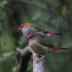 Neochmia temporalis at Bungonia, NSW - 6 Jan 2023