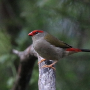 Neochmia temporalis at Bungonia, NSW - 6 Jan 2023