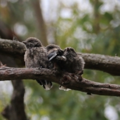 Artamus cyanopterus (Dusky Woodswallow) at Bungonia, NSW - 6 Jan 2023 by Rixon