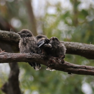 Artamus cyanopterus cyanopterus (Dusky Woodswallow) at Bungonia, NSW - 6 Jan 2023 by Rixon