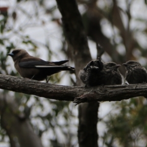 Artamus cyanopterus at Bungonia, NSW - 6 Jan 2023