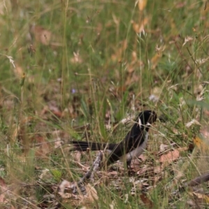 Rhipidura leucophrys at Bungonia, NSW - 6 Jan 2023 12:47 PM