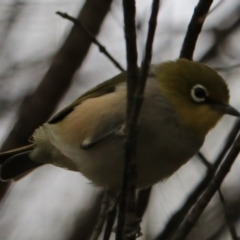 Zosterops lateralis (Silvereye) at Bungonia, NSW - 6 Jan 2023 by Rixon