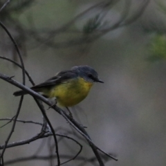 Eopsaltria australis (Eastern Yellow Robin) at Bungonia, NSW - 6 Jan 2023 by Rixon