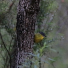 Eopsaltria australis at Bungonia, NSW - 6 Jan 2023 06:46 AM