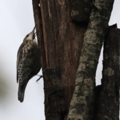 Cormobates leucophaea (White-throated Treecreeper) at Bungonia, NSW - 6 Jan 2023 by Rixon