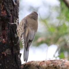 Cormobates leucophaea at Bungonia, NSW - 6 Jan 2023 07:08 AM