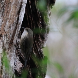 Cormobates leucophaea at Bungonia, NSW - 6 Jan 2023 07:08 AM