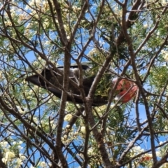 Callocephalon fimbriatum (Gang-gang Cockatoo) at Captains Flat, NSW - 7 Jan 2023 by Csteele4