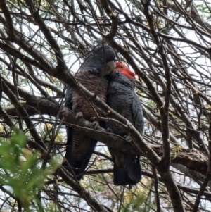 Callocephalon fimbriatum at Captains Flat, NSW - suppressed