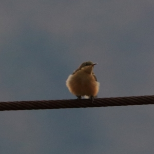 Acanthorhynchus tenuirostris at Bungonia, NSW - 5 Jan 2023