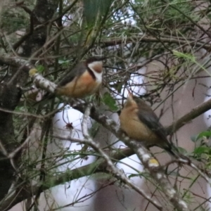 Acanthorhynchus tenuirostris at Bungonia, NSW - 5 Jan 2023