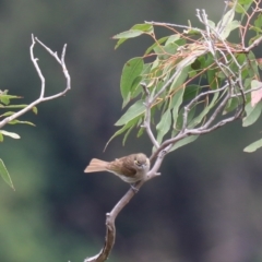 Caligavis chrysops (Yellow-faced Honeyeater) at Bungonia, NSW - 5 Jan 2023 by Rixon