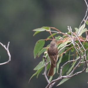 Caligavis chrysops at Bungonia, NSW - 5 Jan 2023 11:38 AM