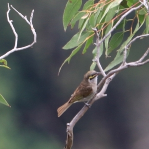 Caligavis chrysops at Bungonia, NSW - 5 Jan 2023 11:38 AM