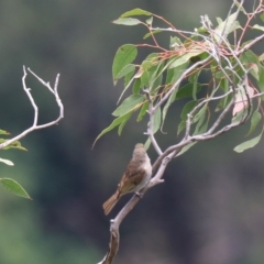 Caligavis chrysops at Bungonia, NSW - 5 Jan 2023 11:38 AM