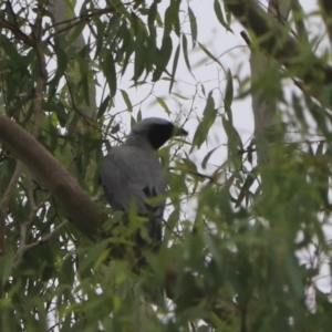 Coracina novaehollandiae at Bungonia, NSW - 4 Jan 2023