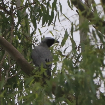 Coracina novaehollandiae (Black-faced Cuckooshrike) at Bungonia, NSW - 4 Jan 2023 by Rixon