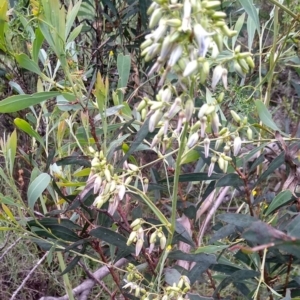 Dianella longifolia at Carwoola, NSW - 5 Jan 2023