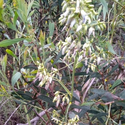 Dianella longifolia (Pale Flax Lily) at Carwoola, NSW - 5 Jan 2023 by MaartjeSevenster