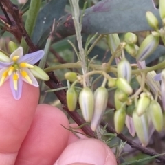 Dianella longifolia at Carwoola, NSW - 5 Jan 2023 11:25 AM