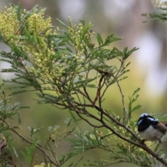 Malurus cyaneus (Superb Fairywren) at Bungonia, NSW - 4 Jan 2023 by Rixon