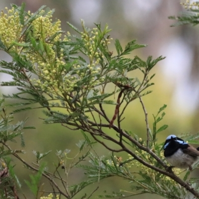 Malurus cyaneus (Superb Fairywren) at Bungonia, NSW - 4 Jan 2023 by Rixon