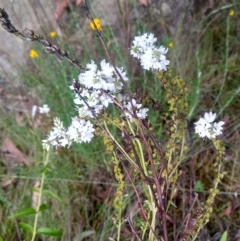 Veronica derwentiana (Derwent Speedwell) at Kowen, ACT - 5 Jan 2023 by MaartjeSevenster