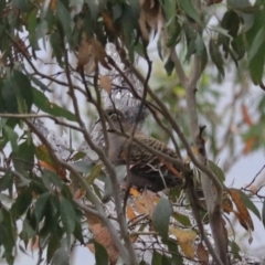 Phaps chalcoptera (Common Bronzewing) at Bungonia, NSW - 4 Jan 2023 by Rixon