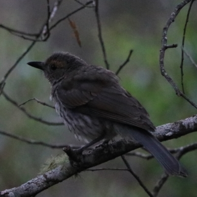 Colluricincla harmonica (Grey Shrikethrush) at Bungonia, NSW - 4 Jan 2023 by Rixon