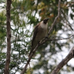 Philemon corniculatus (Noisy Friarbird) at Bungonia, NSW - 5 Jan 2023 by Rixon