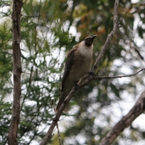 Philemon corniculatus at Bungonia, NSW - 6 Jan 2023