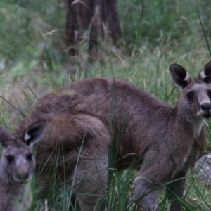 Macropus giganteus at Bungonia, NSW - 6 Jan 2023 07:26 AM