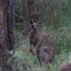 Macropus giganteus at Bungonia, NSW - 6 Jan 2023 07:26 AM