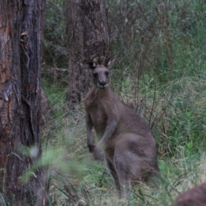 Macropus giganteus at Bungonia, NSW - 6 Jan 2023 07:26 AM