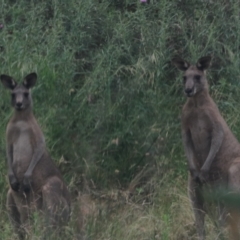 Macropus giganteus at Bungonia, NSW - 6 Jan 2023