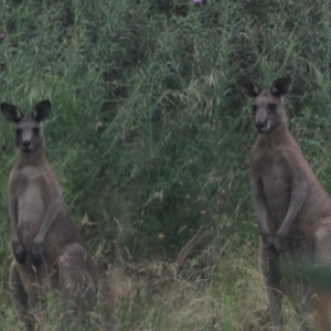 Macropus giganteus at Bungonia, NSW - 6 Jan 2023