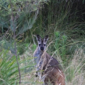 Notamacropus rufogriseus at Bungonia, NSW - 5 Jan 2023 07:25 AM