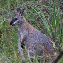 Notamacropus rufogriseus at Bungonia, NSW - 5 Jan 2023 07:25 AM