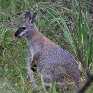 Notamacropus rufogriseus at Bungonia, NSW - 5 Jan 2023 07:25 AM