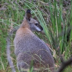 Notamacropus rufogriseus at Bungonia, NSW - 5 Jan 2023 07:25 AM