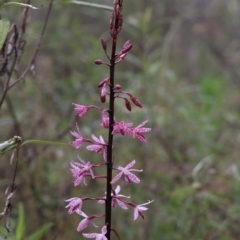 Dipodium punctatum (Blotched Hyacinth Orchid) at Goulburn Mulwaree Council - 6 Jan 2023 by Rixon