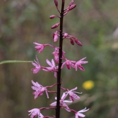 Dipodium punctatum at Bungonia, NSW - 6 Jan 2023